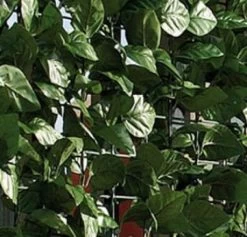 Intergard Tuinscherm Kunsthaag - 1.5 X 3 M -Philips Hue Winkel 1200x1151 13