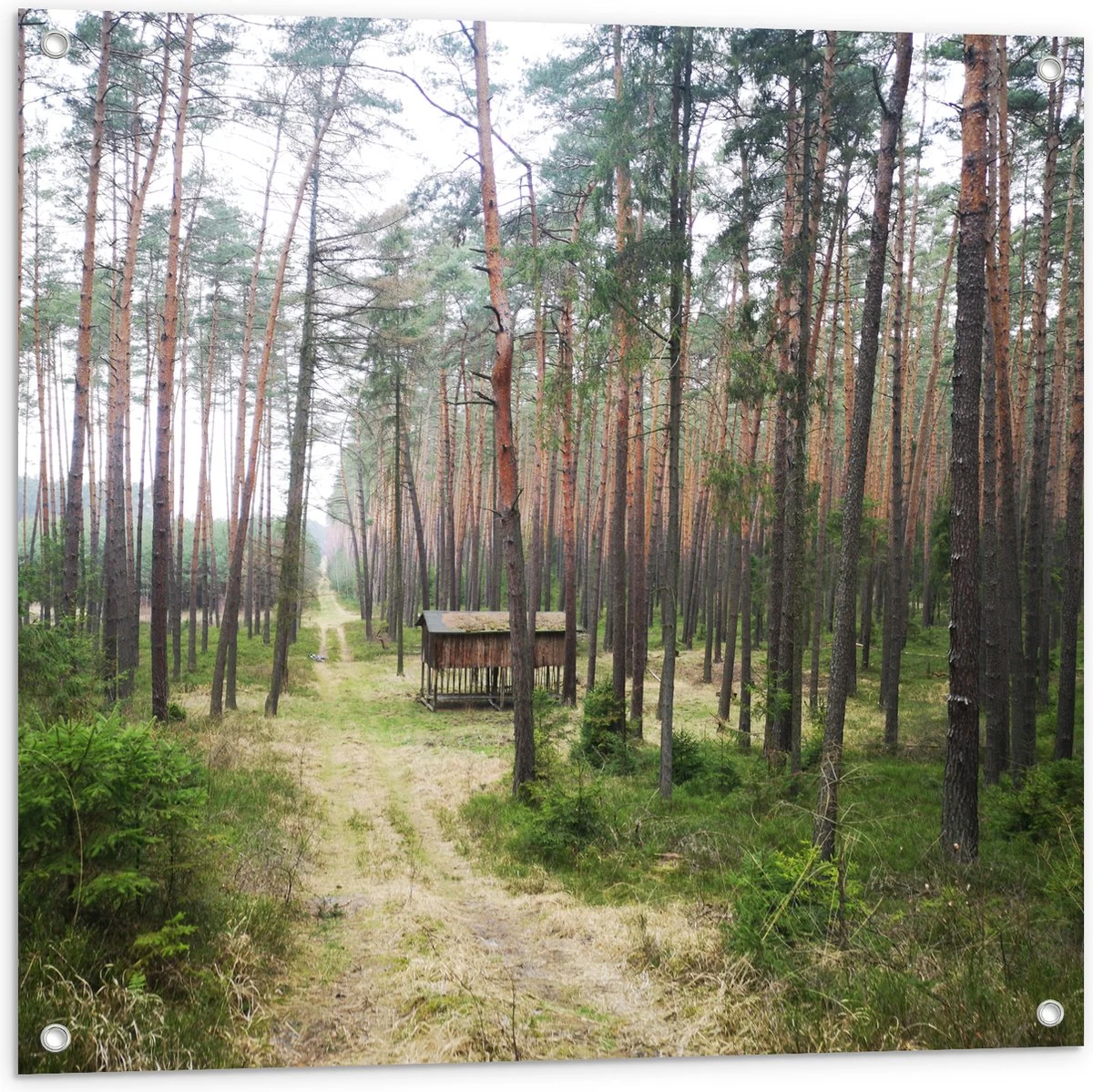 WallClassics - Tuinposter – Houten Huisje Langs Het Pad In Het Bos - 80x80 Cm Foto Op Tuinposter (wanddecoratie Voor Buiten En Binnen) 3 WallClassics - Tuinposter – Houten Huisje Langs Het Pad In Het Bos - 80x80 Cm Foto Op Tuinposter (wanddecoratie Voor Buiten En Binnen)