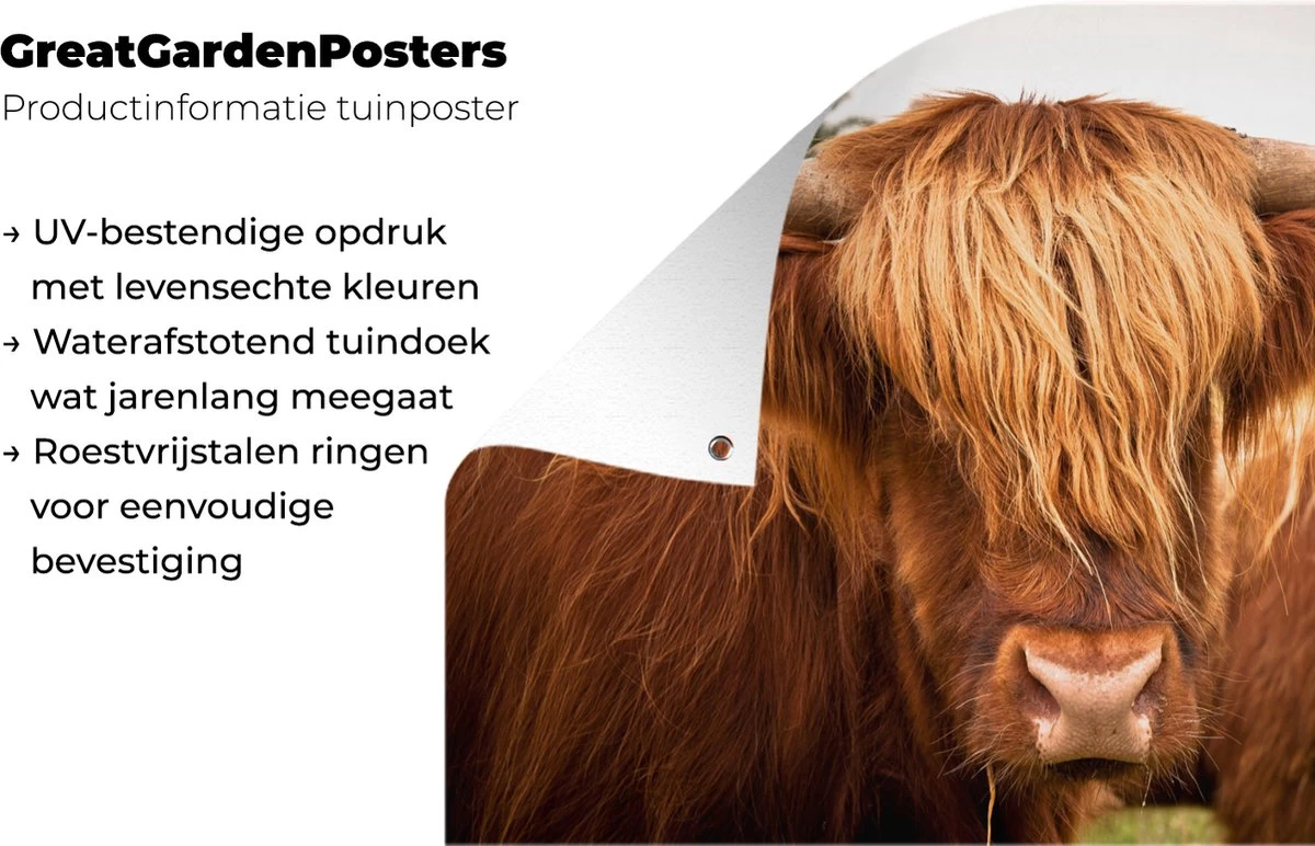 Tuinposter - Tuindoek - Tuinposters Buiten - Schotse Hooglanders - Bruin - Gras - 120x80 Cm - Tuin 4 Tuinposter - Tuindoek - Tuinposters Buiten - Schotse Hooglanders - Bruin - Gras - 120x80 Cm - Tuin - Afbeelding 2