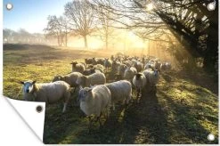 Tuinposter - Tuindoek - Tuinposters Buiten - Schaap - Zon - Weiland - 120x80 Cm - Tuin