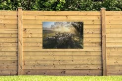 Tuinposter - Tuindoek - Tuinposters Buiten - Schaap - Zon - Weiland - 120x80 Cm - Tuin -Philips Hue Winkel 1200x800 405