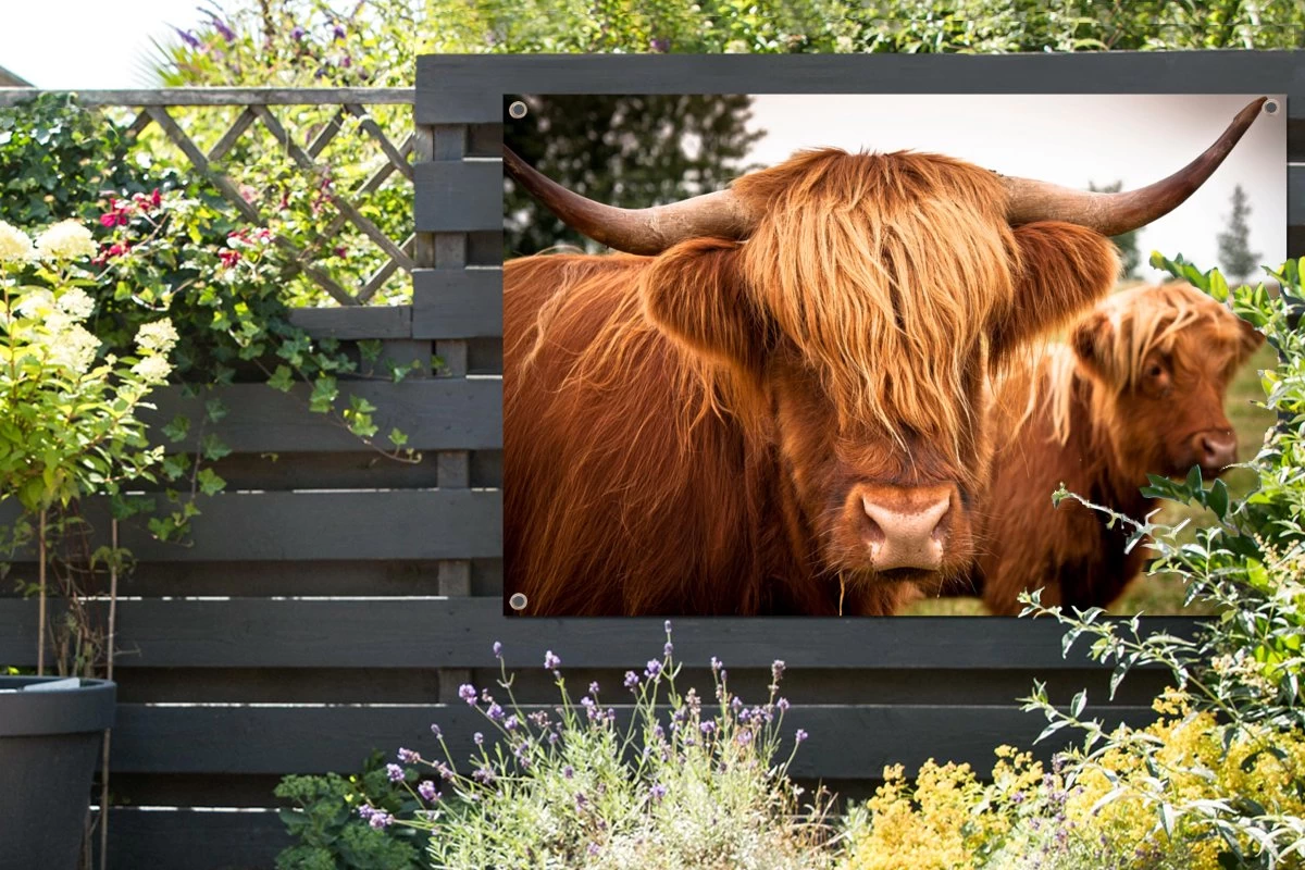 Tuinposter - Tuindoek - Tuinposters Buiten - Schotse Hooglanders - Bruin - Gras - 120x80 Cm - Tuin 8 Tuinposter - Tuindoek - Tuinposters Buiten - Schotse Hooglanders - Bruin - Gras - 120x80 Cm - Tuin - Afbeelding 6