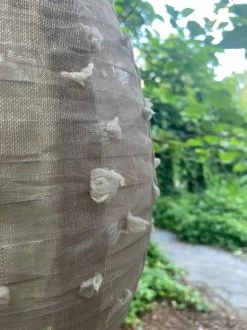 Merkloos SET VAN 2 LINNEN LAMPION - TAUPE - INCL. VERLICHTING (INCL.BATTERIJEN). -Philips Hue Winkel 899x1200 25